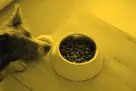 Продвижение брендовых кормов для домашних животных